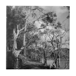 TREES TILE