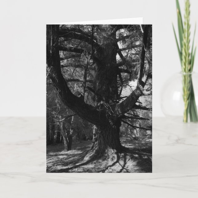 Trees, UC Santa Cruz, 1963 Card (Front)