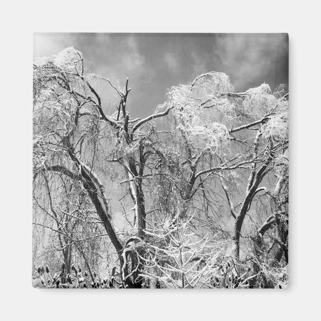 trees wear winter magnet (Front)