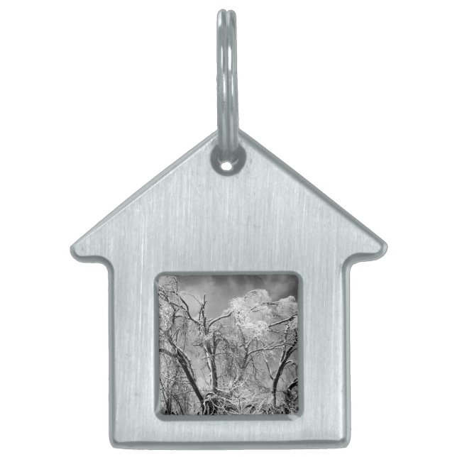 trees wear winter pet tag (Front)