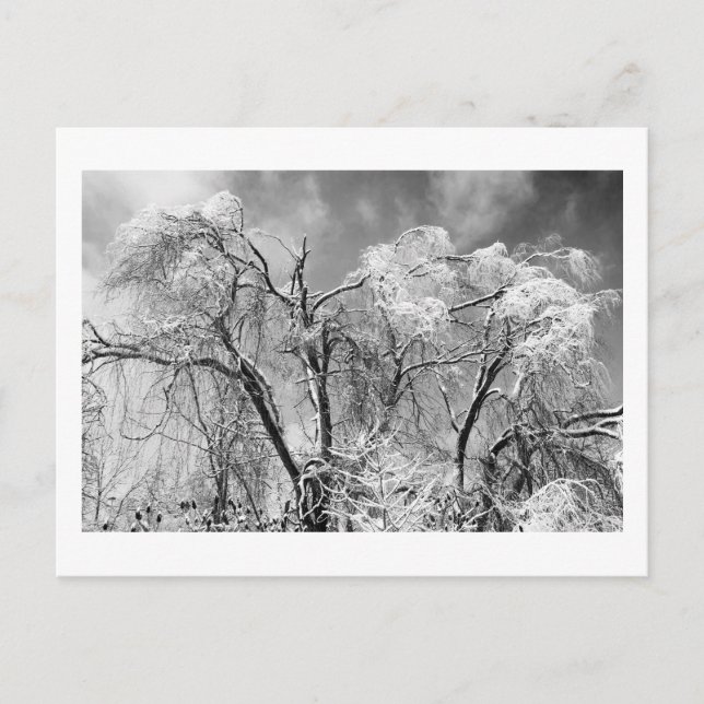 trees wear winter postcard (Front)