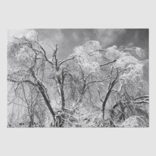trees wear winter tissue paper