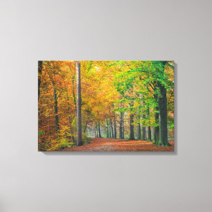 Trees with autumn foliage in a forest canvas print