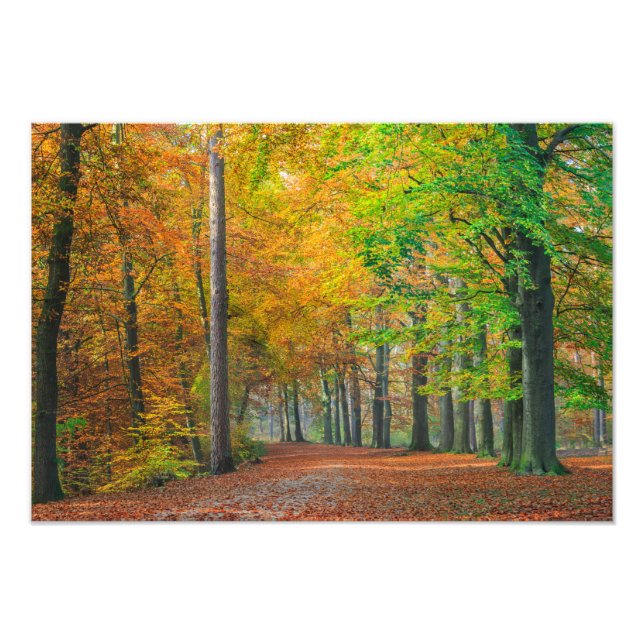 Trees with autumn foliage in a forest photo print (Front)