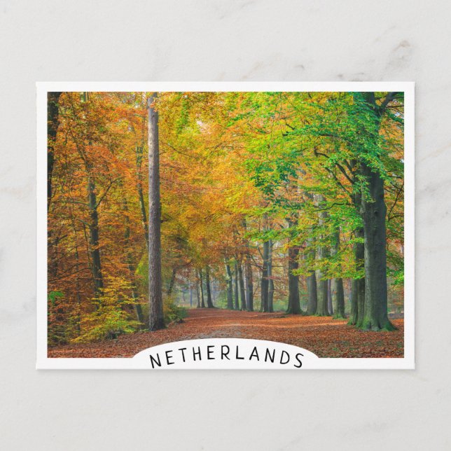 Trees with autumn foliage in a forest postcard (Front)