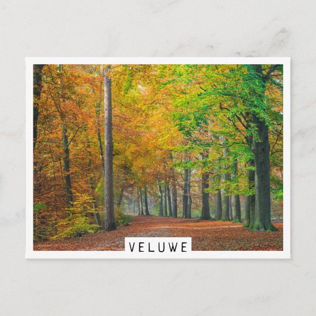 Trees with autumn foliage in a forest postcard (Front)