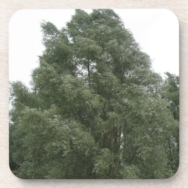 Treetops Cork Coaster (Front)