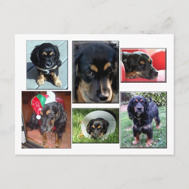 Trei-the puppy postcard (Front)