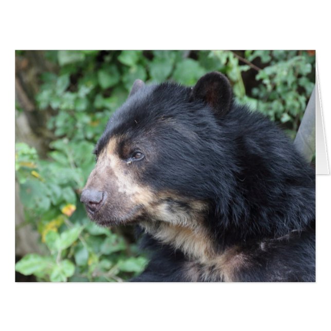 Tremarctos ornatus (Front Horizontal)