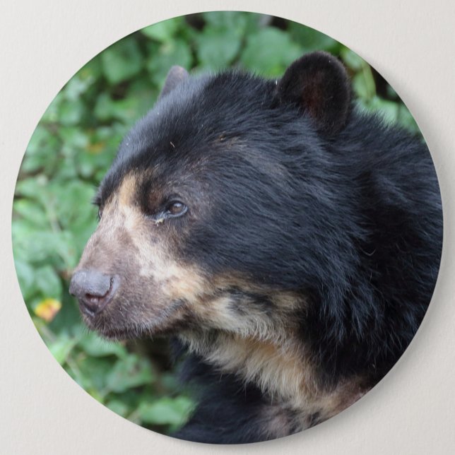 Tremarctos ornatus 6 inch round button (Front)
