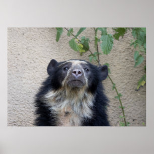 Tremarctos ornatus - Brillenbär Poster