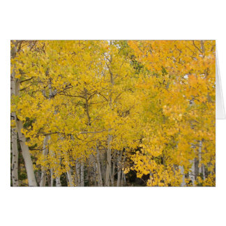 Trembles sur la traînée du Colorado