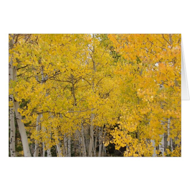 Trembles sur la traînée du Colorado (Devant horizontal)