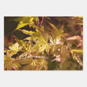 Trendy Japanese Maple Background Set of 3 Wrapping Paper Sheet