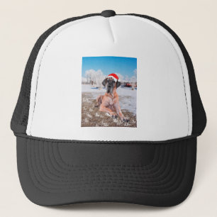 Très Beau Chien Danse Assis Dans Le Casquette De N