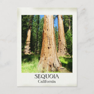 Très Belle Carte Postale Sequoia !