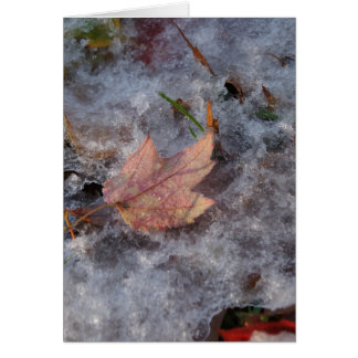 "Trésor dans la glace"