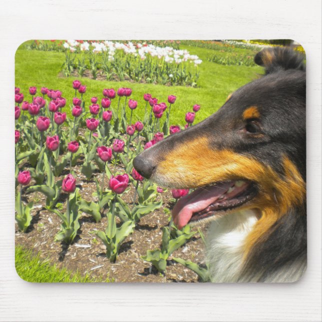 Tri Collie N the Tulips Mouse Pad (Front)