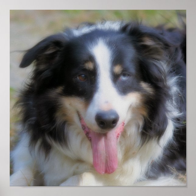 Tri Color Border Collie Face Poster (Front)