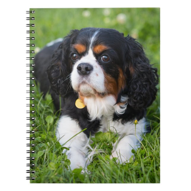 Tri Color Cavalier King Charles Spaniel Dog Notebook (Front)