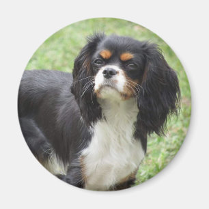 Tri Color Cavalier King Charles Spaniel Puppy Magnet