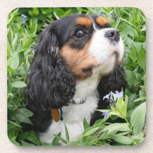 Tri Colour Cavalier King Charles Spaniel Dog Coaster