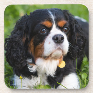 Tri Colour Cavalier King Charles Spaniel Dog Coaster