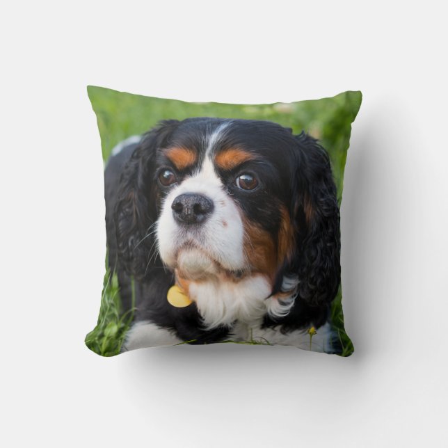 Tri Colour Cavalier King Charles Spaniel Dog Throw Pillow (Front)