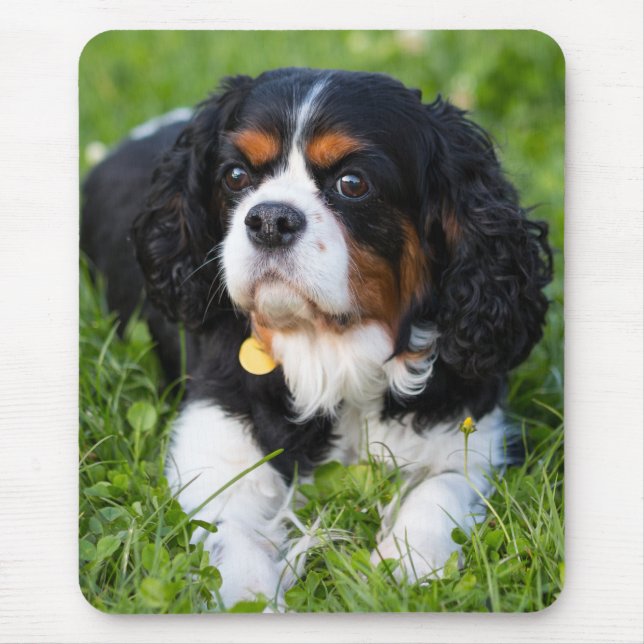 Tri Colour Cavalier King Charles Spaniel Puppy Dog Mouse Pad (Front)