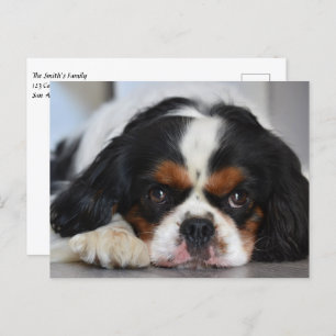 Tri Colour Cavalier King Charles Spaniel Puppy Dog Postcard