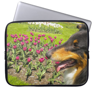 Tri Colour Collie N Tuips Laptop Sleeve
