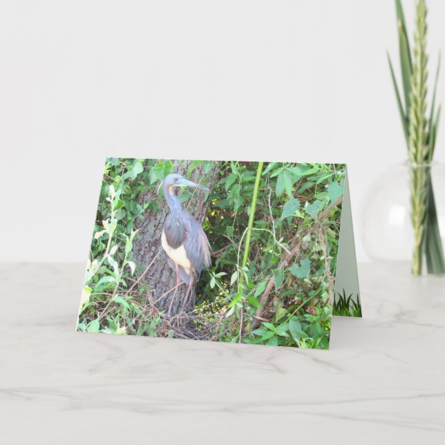 Tri-Colour Heron Building a Nest Card (Front)