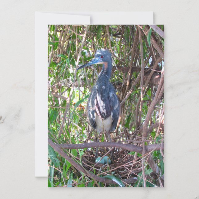 Tri-Colour Heron on Nest with Eggs Flat Card (Front)