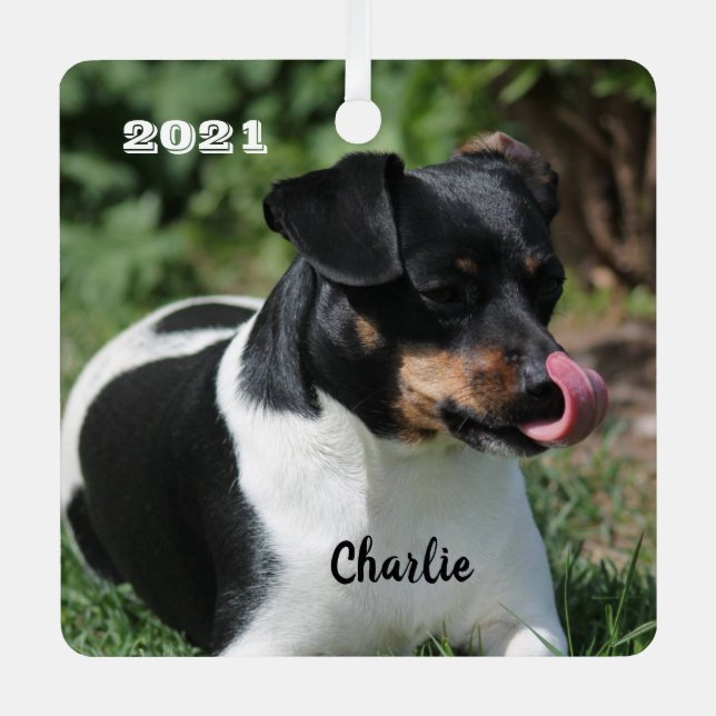 Tri Colour Jack Russell Terrier Puppy Dog Metal Ornament (Front)