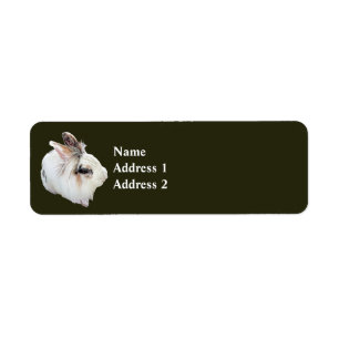 Tri-Colour Lionhead Rabbit