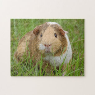 Tri Colour Pet Guinea Pig in the Grass Jigsaw Puzzle