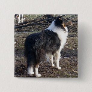 Tri-colour Rough Collie 2 Inch Square Button