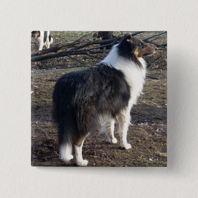 Tri-colour Rough Collie 2 Inch Square Button (Front)