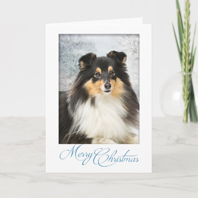 Tri-Colour Sheltie Christmas Card (Front)