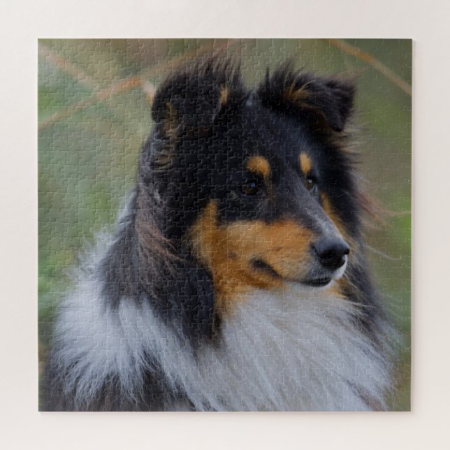 Tri-Colour Sheltie (Shetland Sheepdog) Jigsaw Puzzle (Horizontal)