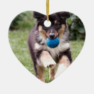 Tri Coloured Australian Shepherd Pup Ceramic Ornament