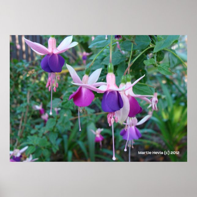 Tri-Coloured Bells Poster (Front)