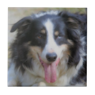 Tri Coloured Border Collie Animal Tile