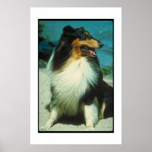 Tri-Coloured Collie Poster