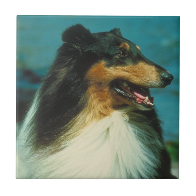 Tri-Coloured Collie Tile (Front)