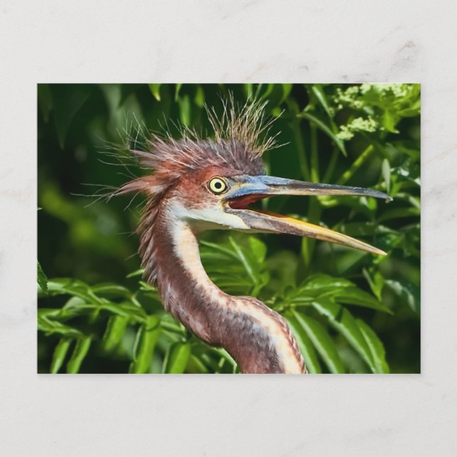 Tri-coloured Heron with Bad Hair Day Postcard (Front)
