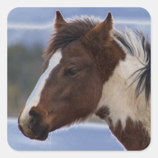 Tri-Coloured Horse Square Sticker