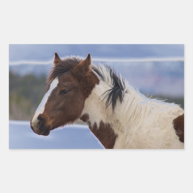 Tri-Coloured Horse Sticker (Front)