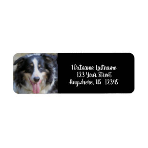 Tri Couleur Bordure Collie Adresse Face