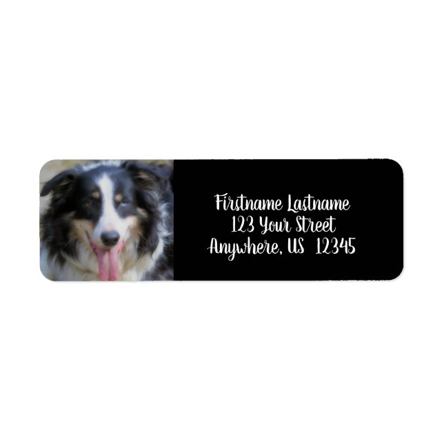 Tri Couleur Bordure Collie Adresse Face (Devant)